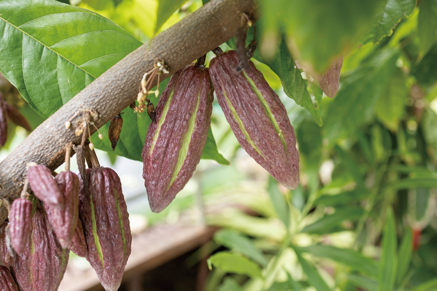 ハワイで栽培されているカカオ